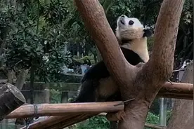 虫洞二馆长小熊宝渝爱勇敢挑战高难度（下集）视频封面