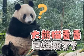 大熊猫香香已经死了？！现在谣言越来越离谱了！