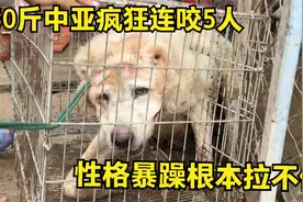 150斤中亚疯狂连咬5人，性格暴躁根本拉不住，看三马如何制服恶犬视频封面