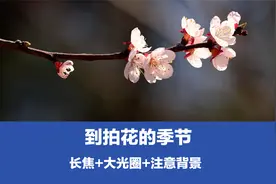 到拍花的季节，使用长焦加上大光圈，再注意背景，一定能出好片视频封面