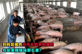 同样是猪肉，为什么欧美的猪肉，吃起来腥骚味那么重？