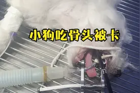 小狗吃骨头被卡了两天痛苦难耐，当骨头被取出后瞬间满血复活。