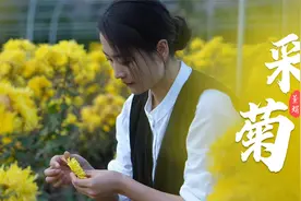 自己动手晒点干菊花，为冬日燥咳备着。视频封面