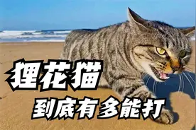 同样是猫，为什么狸花猫被称为战力天花板，它到底有多能打？视频封面