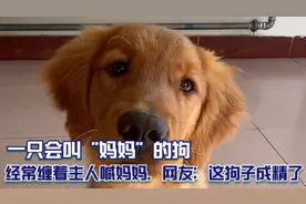 一只会叫“妈妈”的狗，经常缠着主人喊妈妈，网友：这狗子成精了