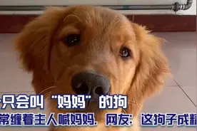 一只会叫“妈妈”的狗，经常缠着主人喊妈妈，网友：这狗子成精了视频封面