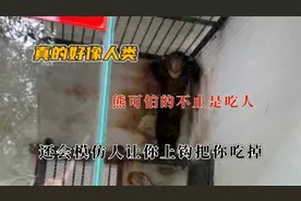 熊残暴的不是会吃人而是会模仿人，看完对熊大熊二都有心理阴影了视频封面