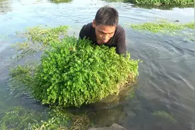 师傅带徒弟潜水抓鱼，水中展示空手抓鱼技术，真厉害