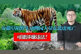 安徽阜阳野生动物园大量东北虎死亡，动物疑遭虐待，生存环境恶劣视频封面
