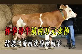怀孕母牛被两万元卖掉，结果三番两次偷跑回来，牛主人：不卖了！视频封面