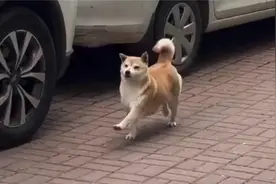 狗子：我就是这条街最靓的仔。视频封面