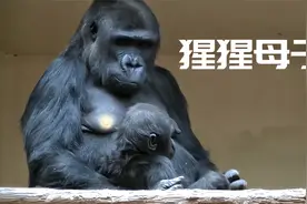 雌性猩猩直接将幼崽从体内拽出，这种分娩方式真是头一次见视频封面