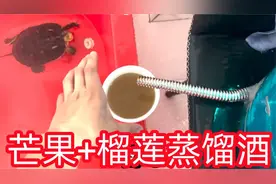 用榴莲+芒果酿成酒是什么味道呢，原来酿酒真的很简单！