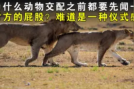 为什么动物交配之前都要先闻一闻对方的屁股？难道是一种仪式感？视频封面