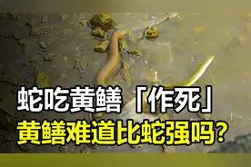 蛇吃黄鳝等于“作死”，黄鳝难道比蛇强吗？视频封面