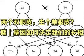 第3期｜两个双眼皮，生个单眼皮？基因如何决定我们的长相视频封面