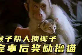 训练猴子替自己上班，一天摘一千颗椰子，男人躺着数钱还拿提成视频封面
