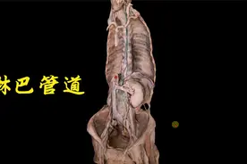 人体的第三套管道：淋巴管视频封面
