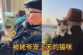 全网最幸福的猫咪，被姥爷宠上了天，退休金全部花在猫咪身上