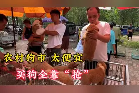 狗市太便宜开启抢狗模式，在这里买狗只能靠“抢”，抢到就是赚到