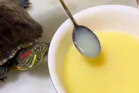 乌龟最爱吃的十种食物？现在才知道竟然是这十种食物，你都知道吗