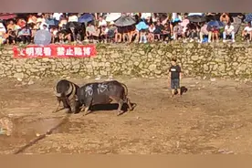 2024年开怀端午节牛王争霸赛B组第二轮循环赛视频封面