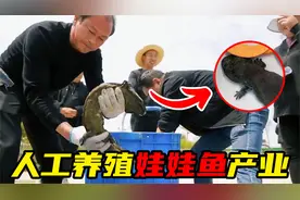 最贵一斤上千元，吃起来到底什么味，娃娃鱼人工养殖产业链揭秘视频封面