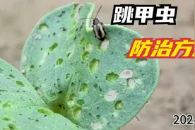 跳甲虫的防治方法，四种方法的对比。看看哪个效果最好。视频封面