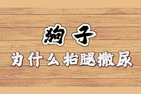 为什么狗子会抬腿撒尿？