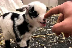 可爱的小羊羔看到主人靠近，立马发怒想顶主人，下一秒忍住别笑视频封面