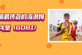 中国最传奇的流浪狗~戈壁视频封面