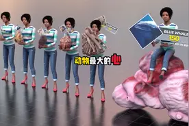 动物的心大小对比最大是谁的视频封面