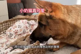 德牧走错了房间，意外发现了一窝小奶猫，它好奇的样子太搞笑了！视频封面