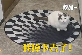 当5只猫遇上3D眩晕地毯，它们会害怕吗？
