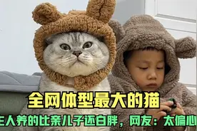 全网体型最大的猫咪，被主人养的比亲儿子还白胖，网友：太偏心了视频封面