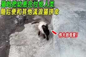 猫妈把幼崽托付给人类后，便和其他流浪猫拼命，真是伟大的母爱！视频封面