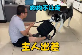 二哈得知主人要出差，抱着主人的行李不让走，恋恋不舍画面超感人视频封面