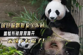 韩国日报怒批爱宝乐园，遮羞布被狠狠撕开，乐宝一家这下有福了！视频封面