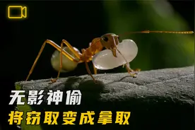 树栖蚂蚁：能在空中筑巢，却无法看见身边的盗贼