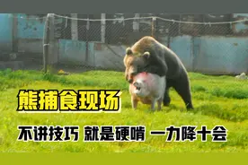大笨熊捕食,一通乱啃,蛮干硬上就完事了！熊捕食牛,猪,鹿,太惨了!
