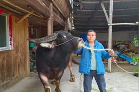 野牛的克星老村长视频封面