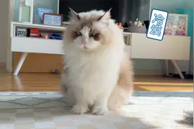 谁能看不懂，缅因猫和布偶猫的相处方式？