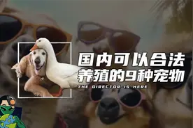 国内可以合法养殖的9种宠物
