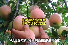 膨果最快的叶面肥，增产可达60%以上