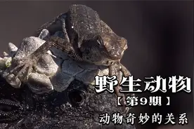 动物之间神奇的关系！海参生出珍珠鱼，蚂蚁养育蝴蝶