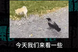 爆笑解说：单身贵族都是这样拍情侣照的吗？