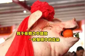 民俗趣话：劁猪。为何所有猪都必须要阉？可不是因为“骚”