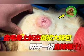 金毛狗身上长出爆浆大脓包，两手一挤直接喷汁，做手术挖出个大坑