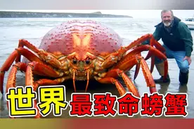 地球上“最致命”10大螃蟹，腿长4.2米的杀人蟹你见过吗？视频封面