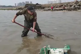 小马再次改造赶海神器，挖了将近30斤花蛤，从此吃蛤蜊不花钱视频封面